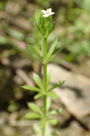 Galium spurium \ Kleinfr�chtiges Kletten-Labkraut / False Cleavers, D Tiefenbronn 26.6.2016