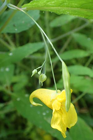 Impatiens noli-tangere, Echtes Springkraut, Rührmichnichtan Impatiens noli-tangere, Echtes Springkraut, Rührmichnichtan