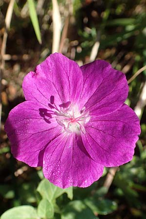 Geranium sanguineum \ Blut-Storchschnabel, Blutroter Storchschnabel / Bloody Crane's-Bill, D Weinheim an der Bergstra&szlig;e 14.10.2017