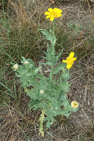 Glebionis segetum \ Saat-Wucherblume, Saat-Goldblume / Corn Marygold, D Celle 24.8.2018