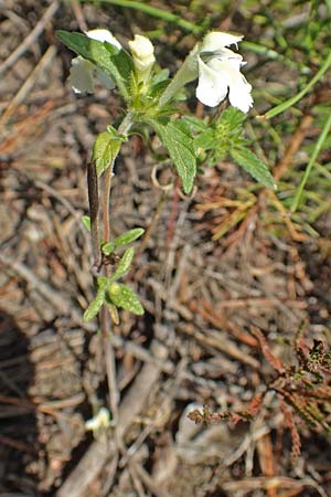 Galeopsis segetum \ Saat-Hohlzahn / Downy Hemp-Nettle, D Mehlinger Heide 10.9.2019