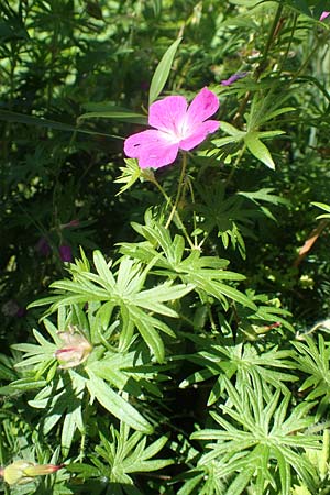 Geranium sanguineum \ Blut-Storchschnabel, Blutroter Storchschnabel / Bloody Crane's-Bill, D Schriesheim 19.5.2020