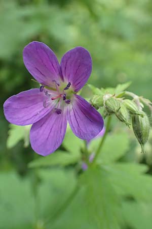 Geranium sylvaticum \ Wald-Storchschnabel / Wood Crane's-Bill, D Simmerath-Erkensruhr 9.6.2020