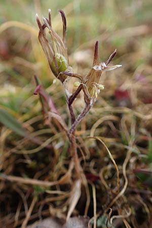 Gagea bohemica subsp. saxatilis \ Felsen-Gelbstern / Rock Gagea, D Rheinhessen, Neu-Bamberg 2.4.2021