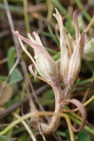 Gagea bohemica subsp. saxatilis \ Felsen-Gelbstern / Rock Gagea, D Rheinhessen, Neu-Bamberg 2.4.2021
