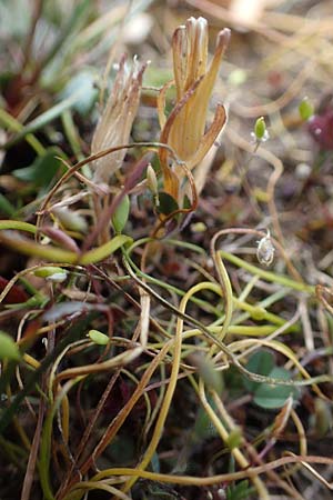 Gagea bohemica subsp. saxatilis \ Felsen-Gelbstern / Rock Gagea, D Rheinhessen, Neu-Bamberg 2.4.2021