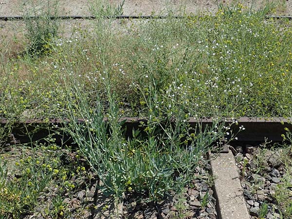 Gypsophila scorzonerifolia, Schwarzwurzel-Gipskraut Gypsophila scorzonerifolia, Schwarzwurzel-Gipskraut