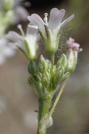 Gypsophila scorzonerifolia \ Schwarzwurzel-Gipskraut / Garden Baby's Breath, D Mannheim 19.6.2021
