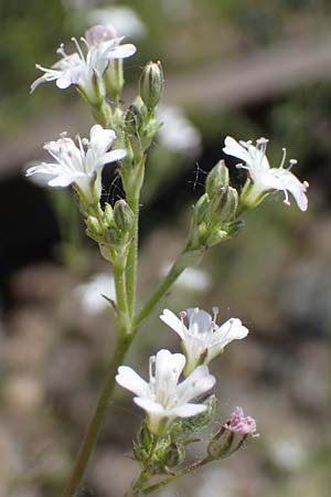 Gypsophila scorzonerifolia, Schwarzwurzel-Gipskraut Gypsophila scorzonerifolia, Schwarzwurzel-Gipskraut