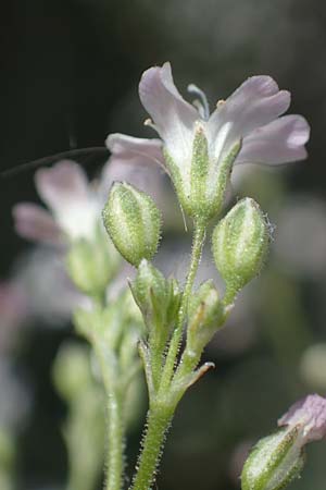 Gypsophila scorzonerifolia \ Schwarzwurzel-Gipskraut / Garden Baby's Breath, D Mannheim 10.7.2021