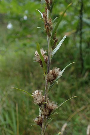 Gnaphalium sylvaticum \ Wald-Ruhrkraut / Heath Cudweed, D Lampertheim 27.8.2021