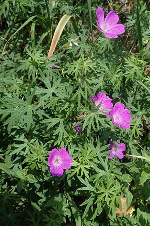 Geranium sanguineum \ Blut-Storchschnabel, Blutroter Storchschnabel / Bloody Crane's-Bill, D Weinheim an der Bergstra&szlig;e 29.5.2022