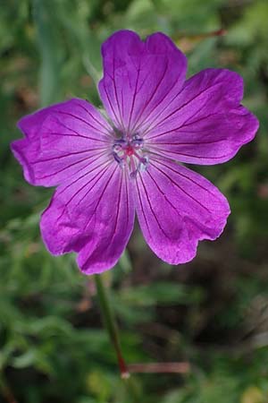 Geranium sanguineum \ Blut-Storchschnabel, Blutroter Storchschnabel / Bloody Crane's-Bill, D Weinheim an der Bergstra&szlig;e 29.5.2022