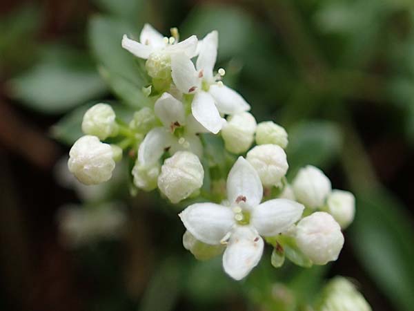 Galium saxatile \ Felsen-Labkraut, Harzer Labkraut / Heath Bedstraw, D Rh&ouml;n, Heidelstein 20.6.2023