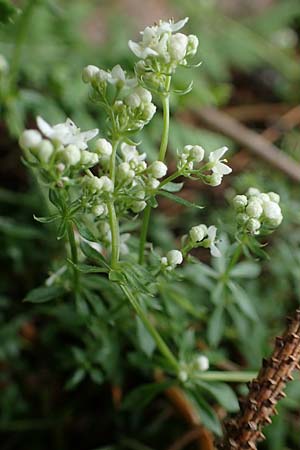 Galium saxatile \ Felsen-Labkraut, Harzer Labkraut / Heath Bedstraw, D Rh&ouml;n, Heidelstein 20.6.2023