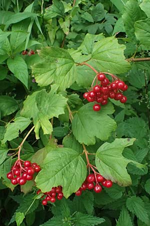 Viburnum opulus \ Gew�hnlicher Schneeball, Wasser-Schneeball / Guelder Rose, Highbush Cranberry, D Mudau 15.8.2023