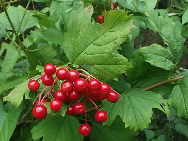 Viburnum opulus \ Gew�hnlicher Schneeball, Wasser-Schneeball / Guelder Rose, Highbush Cranberry, D Mudau 15.8.2023