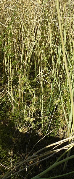 Galium tricornutum \ Dreih�rniges Labkraut / Corn Cleavers, Roughfruit Corn Bedstraw, D M&uuml;hlacker-Gro&szlig;glattbach 6.7.2015
