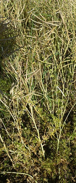 Galium tricornutum \ Dreih�rniges Labkraut / Corn Cleavers, Roughfruit Corn Bedstraw, D M&uuml;hlacker-Gro&szlig;glattbach 6.7.2015
