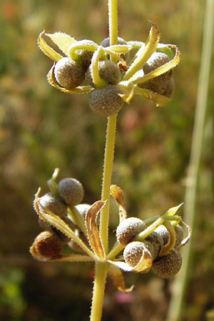 Galium tricornutum \ Dreih�rniges Labkraut / Corn Cleavers, Roughfruit Corn Bedstraw, D M&uuml;hlacker-Gro&szlig;glattbach 6.7.2015