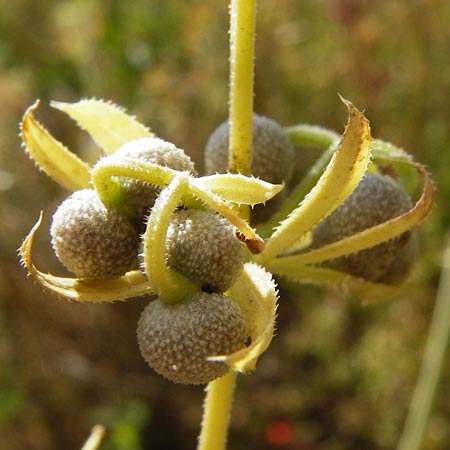 Galium tricornutum \ Dreih�rniges Labkraut / Corn Cleavers, Roughfruit Corn Bedstraw, D M&uuml;hlacker-Gro&szlig;glattbach 6.7.2015