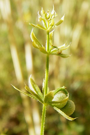Galium tricornutum \ Dreih�rniges Labkraut / Corn Cleavers, Roughfruit Corn Bedstraw, D M&uuml;hlacker-Gro&szlig;glattbach 6.7.2015