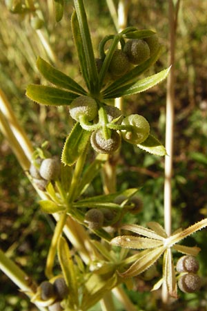 Galium tricornutum \ Dreih�rniges Labkraut / Corn Cleavers, Roughfruit Corn Bedstraw, D M&uuml;hlacker-Gro&szlig;glattbach 6.7.2015