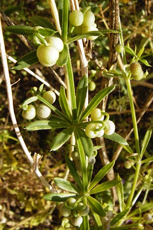 Galium tricornutum \ Dreih�rniges Labkraut / Corn Cleavers, Roughfruit Corn Bedstraw, D M&uuml;hlacker-Gro&szlig;glattbach 6.7.2015