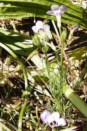Gilia tricolor \ Vogel�uglein, D N&ouml;rdlingen 10.7.2015