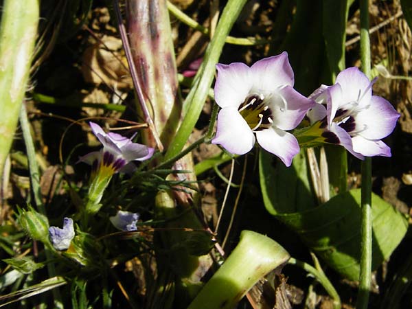 Gilia tricolor \ Vogel�uglein, D N&ouml;rdlingen 10.7.2015