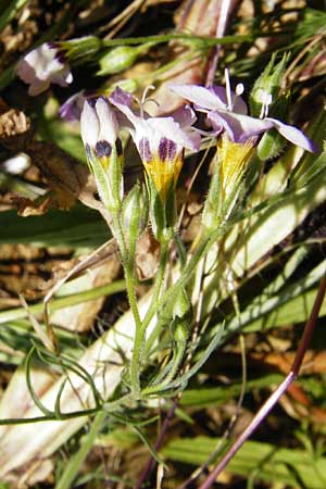 Gilia tricolor \ Vogel�uglein, D N&ouml;rdlingen 10.7.2015