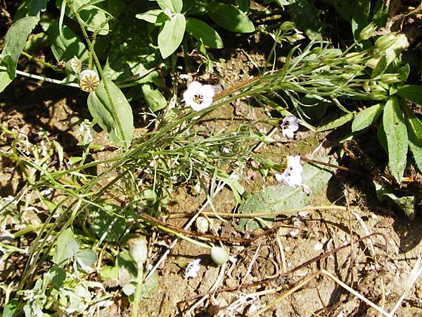 Gilia tricolor \ Vogel�uglein, D N&ouml;rdlingen 10.7.2015