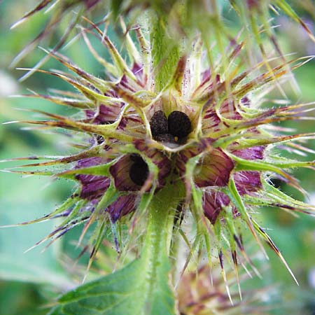 Galeopsis tetrahit \ Stechender Hohlzahn / Common Hemp-Nettle, D Schwarzwald/Black-Forest, Hornisgrinde 6.8.2015