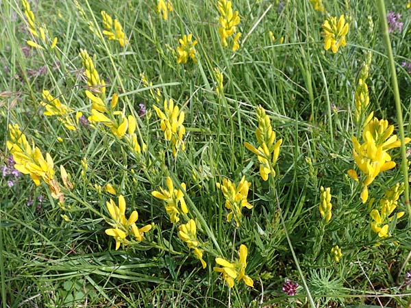 Genista tinctoria, F&auml;rber-Moos