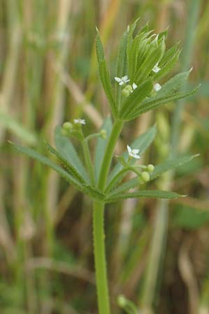 Galium tricornutum \ Dreih�rniges Labkraut / Corn Cleavers, Roughfruit Corn Bedstraw, D M&uuml;hlacker-Gro&szlig;glattbach 26.6.2016
