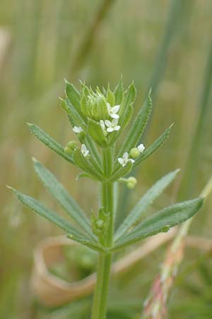Galium tricornutum \ Dreih�rniges Labkraut / Corn Cleavers, Roughfruit Corn Bedstraw, D M&uuml;hlacker-Gro&szlig;glattbach 26.6.2016