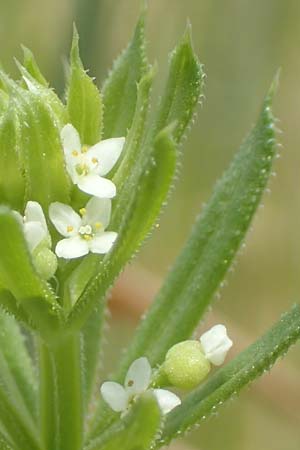 Galium tricornutum \ Dreih�rniges Labkraut / Corn Cleavers, Roughfruit Corn Bedstraw, D M&uuml;hlacker-Gro&szlig;glattbach 26.6.2016