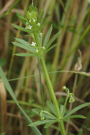 Galium tricornutum \ Dreih�rniges Labkraut / Corn Cleavers, Roughfruit Corn Bedstraw, D M&uuml;hlacker-Gro&szlig;glattbach 26.6.2016