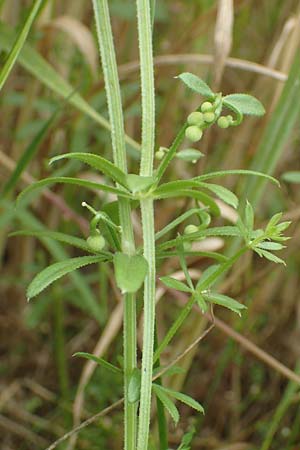 Galium tricornutum \ Dreih�rniges Labkraut / Corn Cleavers, Roughfruit Corn Bedstraw, D M&uuml;hlacker-Gro&szlig;glattbach 26.6.2016