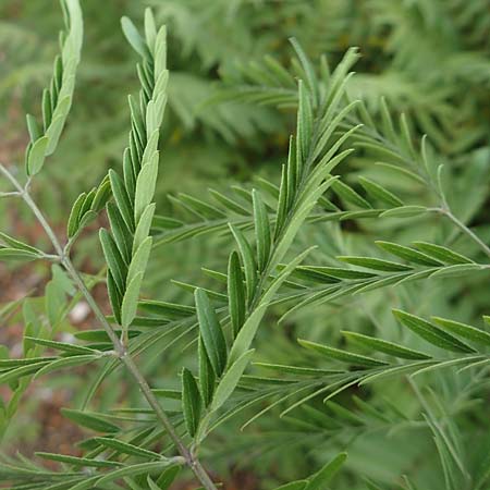 Gleditsia triacanthos \ Amerikanische Gleditschie, Lederh�lsenbaum / Honey Locust, D Mannheim 2.9.2018