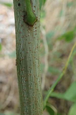 Gleditsia triacanthos \ Amerikanische Gleditschie, Lederh�lsenbaum / Honey Locust, D Mannheim 2.9.2018