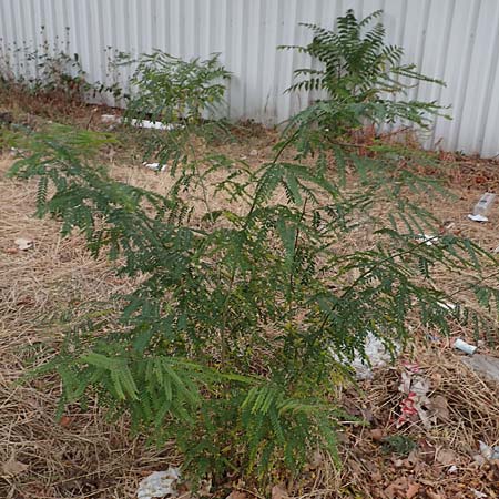 Gleditsia triacanthos \ Amerikanische Gleditschie, Lederh�lsenbaum / Honey Locust, D Mannheim 2.9.2018