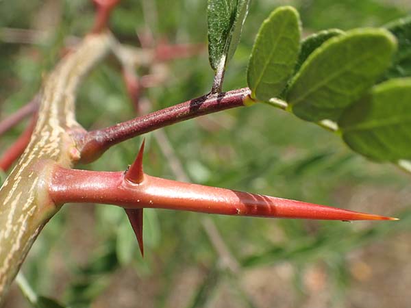 Gleditsia triacanthos \ Amerikanische Gleditschie, Lederh�lsenbaum / Honey Locust, D Mannheim 16.9.2018
