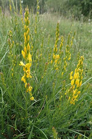 Genista tinctoria, F&auml;rber-Ginster