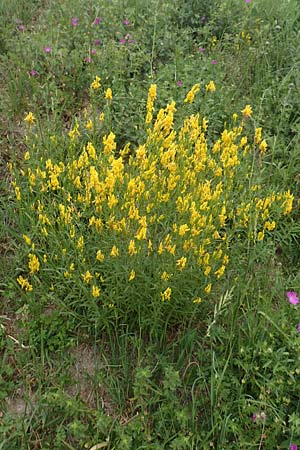Genista tinctoria \ F�rber-Ginster / Dyer's Greenweed, D Hemsbach 4.6.2020