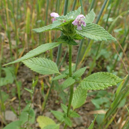 Galeopsis tetrahit \ Stechender Hohlzahn / Common Hemp-Nettle, D Gladenbach 22.6.2020