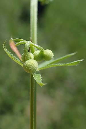 Galium tricornutum \ Dreih�rniges Labkraut / Corn Cleavers, Roughfruit Corn Bedstraw, D Gr&uuml;nstadt-Asselheim 16.6.2021