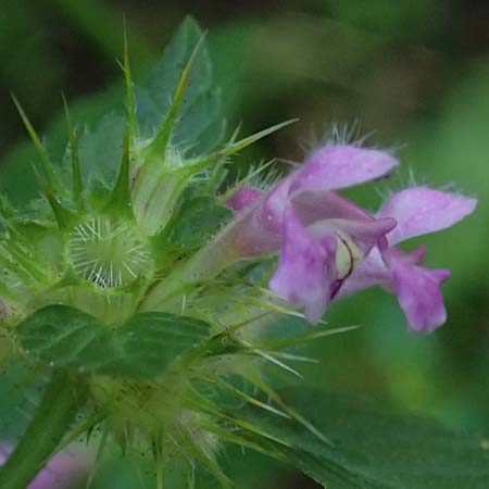 Galeopsis tetrahit \ Stechender Hohlzahn / Common Hemp-Nettle, D Oberdielbach 7.9.2025