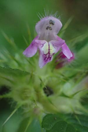 Galeopsis tetrahit \ Stechender Hohlzahn / Common Hemp-Nettle, D Oberdielbach 7.9.2025