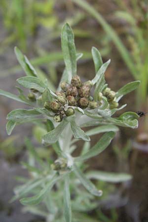 Gnaphalium uliginosum \ Sumpf-Ruhrkraut / Marsh Cudweed, D Babenhausen 11.8.2007
